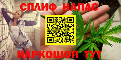 гашик Кингисепп